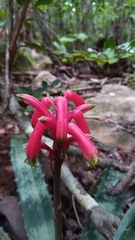 Aloe ankaranensis image