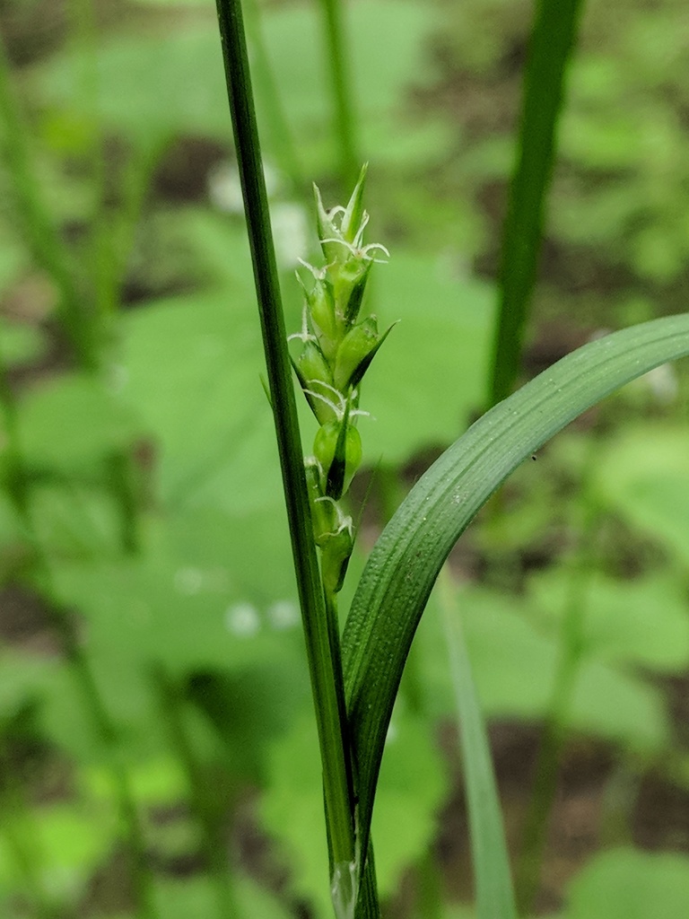 Hitchcock's Sedge
