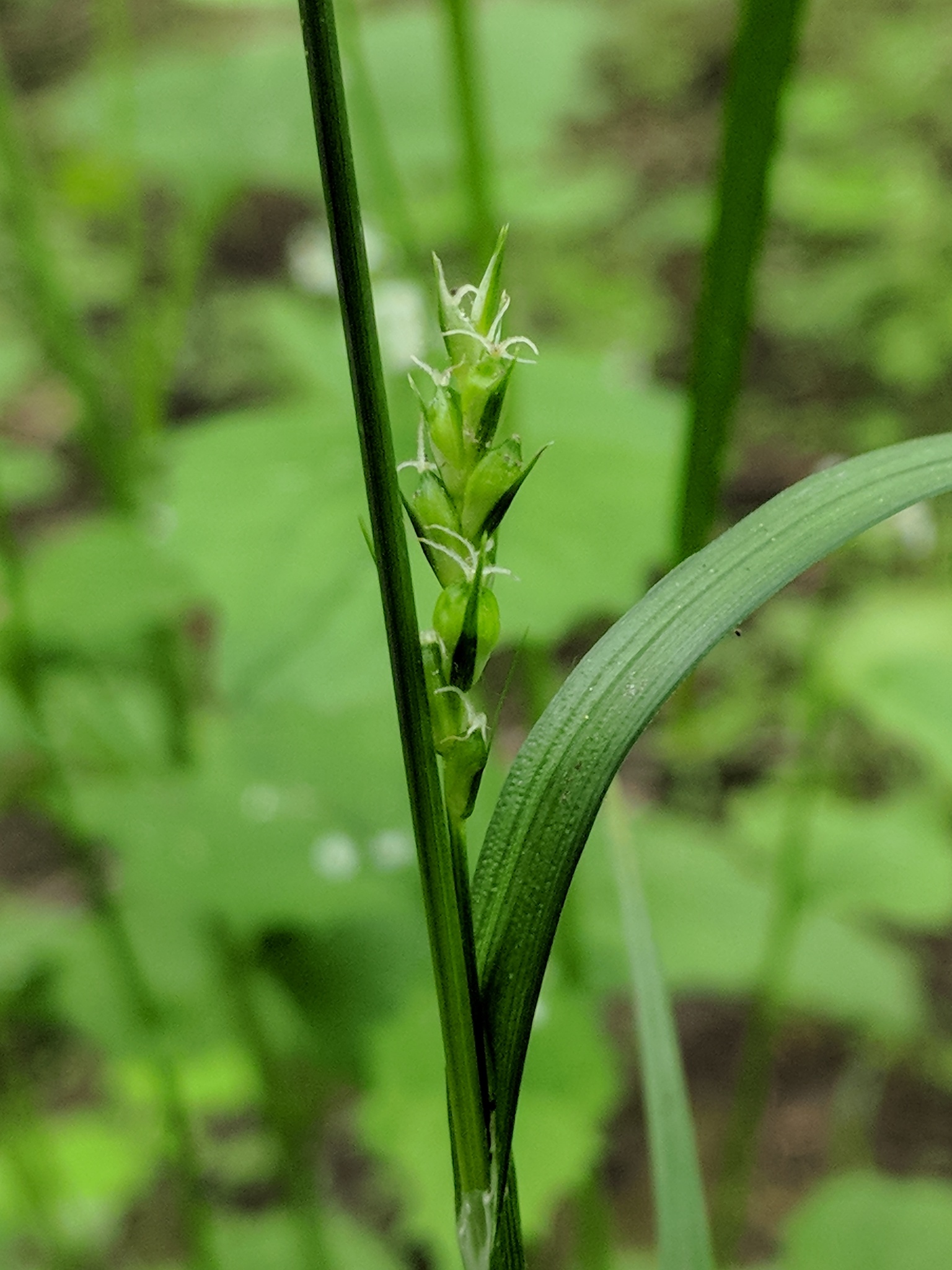 Carex hitchcockiana