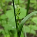 Carex hitchcockiana - Photo (c) Pat Deacon, algunos derechos reservados (CC BY-NC), uploaded by Pat Deacon