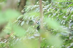 Turacoena manadensis