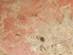 Anoplolepis gracilipes