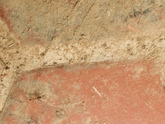 Anoplolepis gracilipes