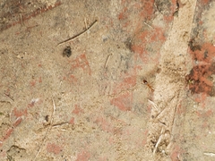 Anoplolepis gracilipes