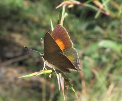 Paralucia pyrodiscus