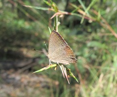 Paralucia pyrodiscus