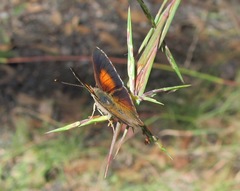 Paralucia pyrodiscus