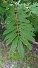 Chadsia coluteifolia image