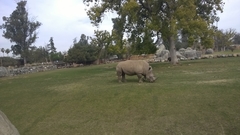 Rhinocerotidae