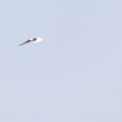 Gelochelidon nilotica