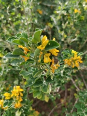 Medicago arborea
