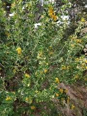 Medicago arborea