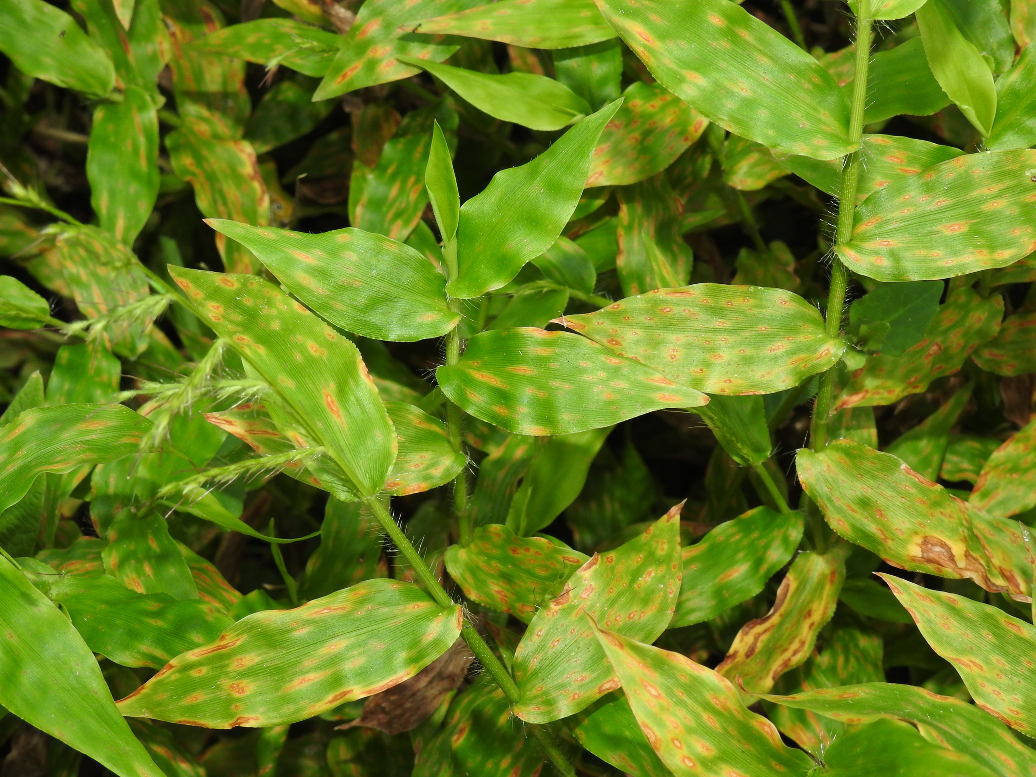 Oplismenus hirtellus ssp. hirtellus