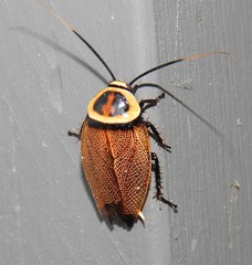 Ellipsidion reticulatum