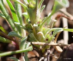 Hesperevax sparsiflora