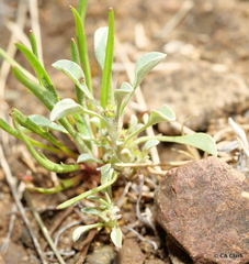 Hesperevax sparsiflora