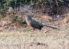 Taccocua leschenaultii