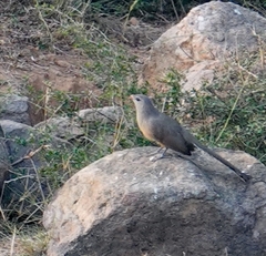 Taccocua leschenaultii