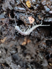 Lithobius