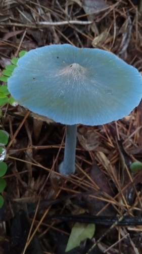 Entoloma holocyaneum