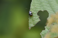 Monolepta cavipennis