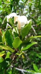 Mascarenhasia