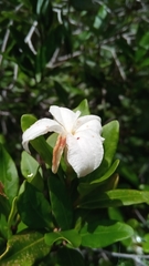 Mascarenhasia