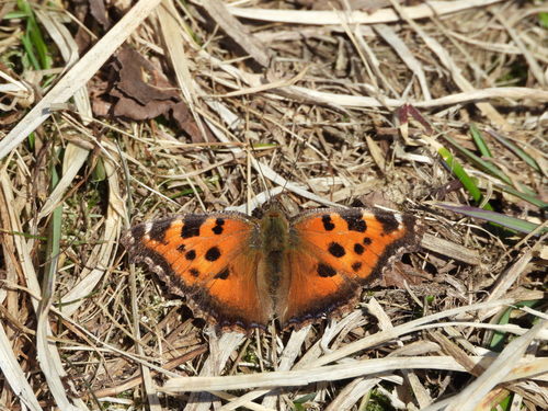 Raudonjuostė pleštekė