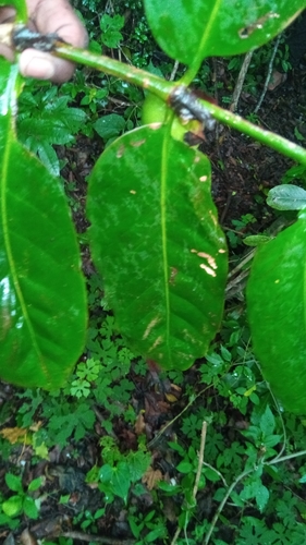 Pyrostria ixorifolia image