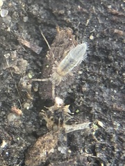 Entomobryidae