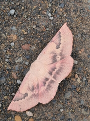 Monoctenia falernaria