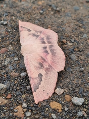 Monoctenia falernaria