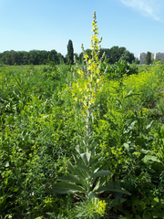 Verbascum songaricum