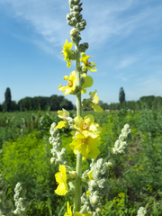 Verbascum songaricum