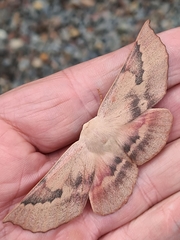 Monoctenia falernaria