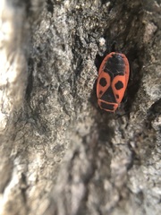 Pyrrhocoris apterus
