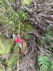 Leptecophylla pogonocalyx