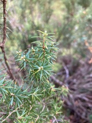 Leptecophylla pogonocalyx