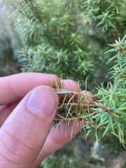 Leptecophylla pogonocalyx