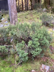 Leptecophylla pogonocalyx