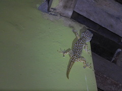 Gekko gecko
