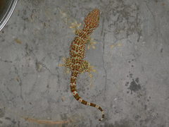 Gekko gecko