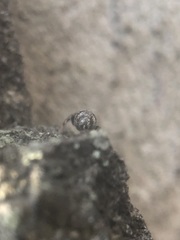 Salticidae