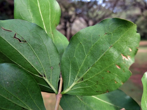 Strychnos spinosa image