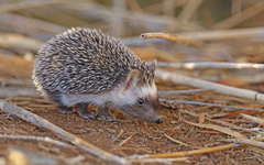 Atelerix algirus