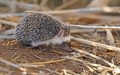 Atelerix algirus