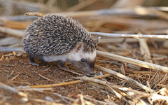 Atelerix algirus