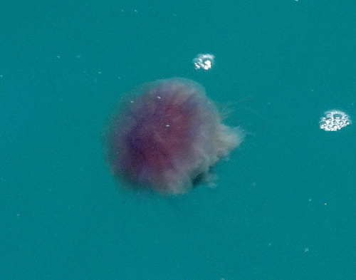 Cyanea purpurea