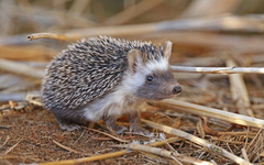 Atelerix algirus