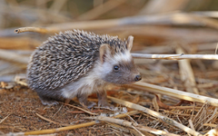 Atelerix algirus